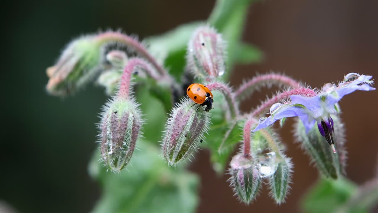 A Seven-Spotted Ladybird, Coccinella septempunctata, perched on Borage flowers, Borago officinalis, after a rain shower. Summer. UK