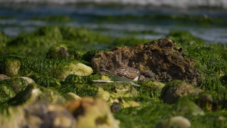 least sandpiper walking among green covered rocks on shore foraging for food, slow motion