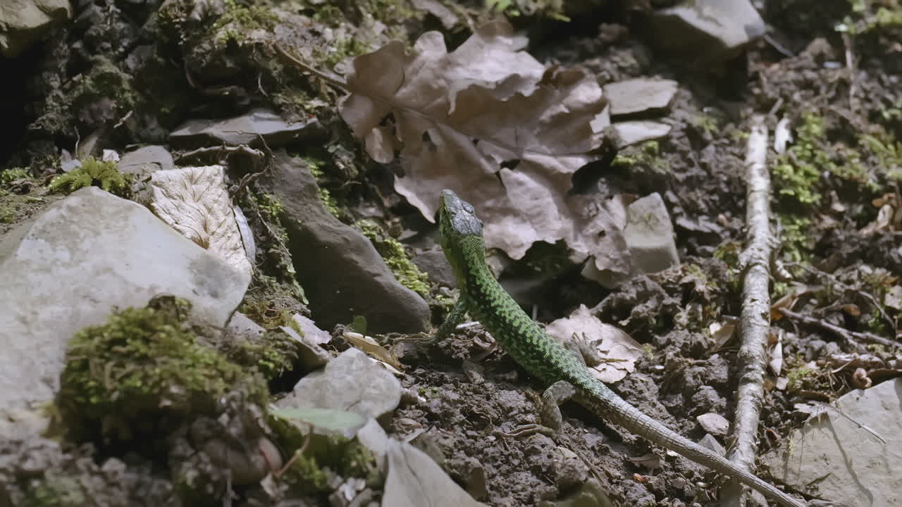 lagarto verde en el suelo del bosque