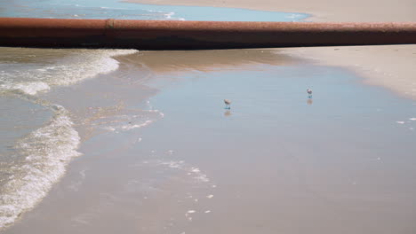 Small-Birds-Run-in-Waves-in-Front-of-Copper-Pipe-on-Beach