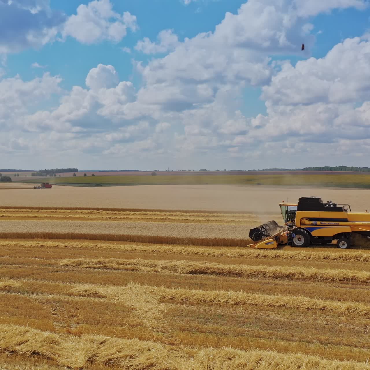 Harvester reaped wheat in the field