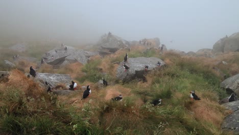 Atlantic-puffin-(Fratercula-arctica),-on-the-rock-on-the-island-of-Runde-(Norway).