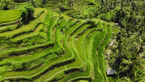 stunning tegallalang rice terraces on bali, indonesia