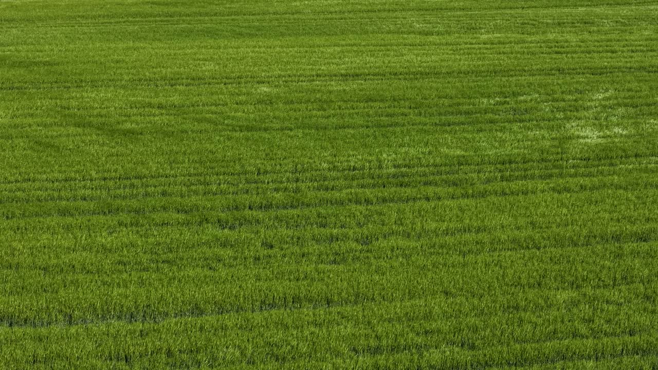 Aerial drone footage of a lush green grass field in Denmark, showing wind-blown patterns and subtle texture under bright daylight