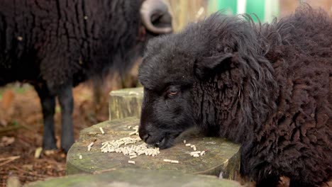 disparo en primer plano de ovejas oessant comiendo pellets de comida de un tronco de madera