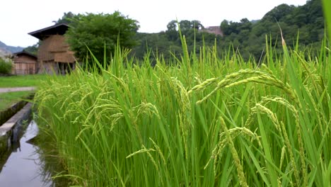 beautiful green rice field near house or village