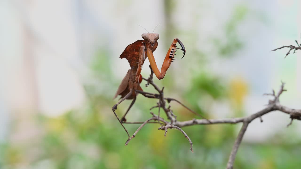 죽은 잎 사마귀, deroplatys desiccata