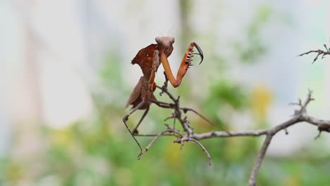 Dead-Leaf-Mantis,-Deroplatys-desiccata