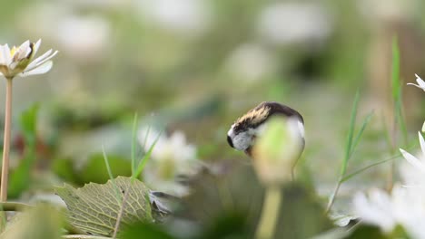 heasant tailed jacana the queen of wetland in beautiful habitat of water lily flowers