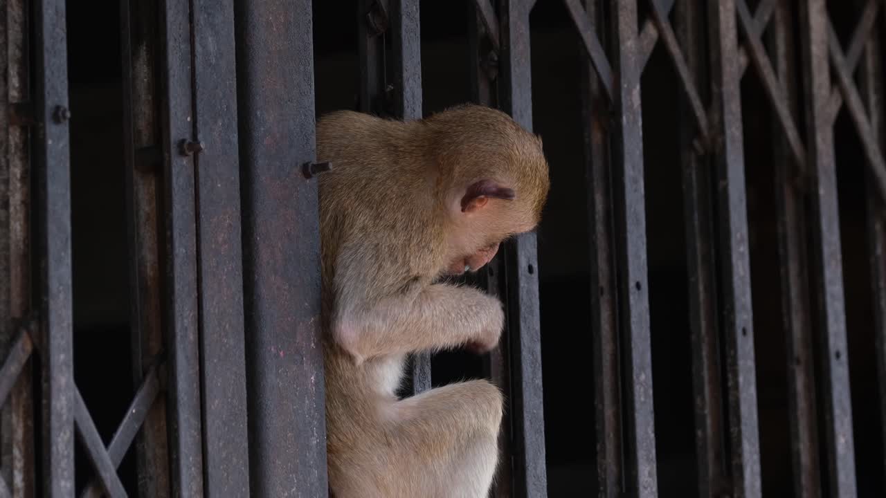macaco de cola larga, macaca fascicularis, antigua ciudad de lop buri, tailandia