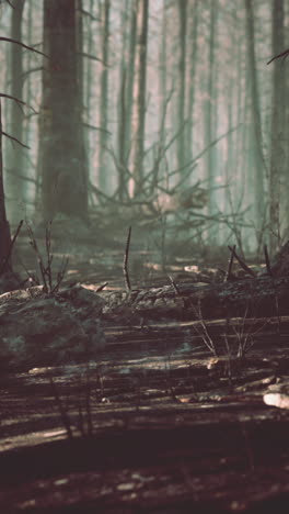 un bosque después de un incendio