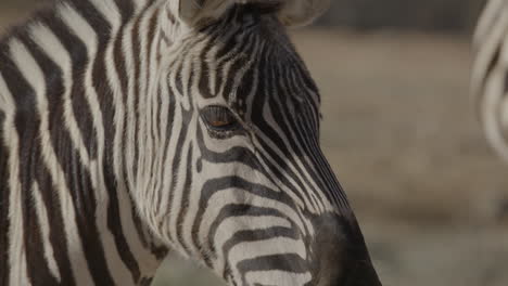 extreme close up of a zebra eye