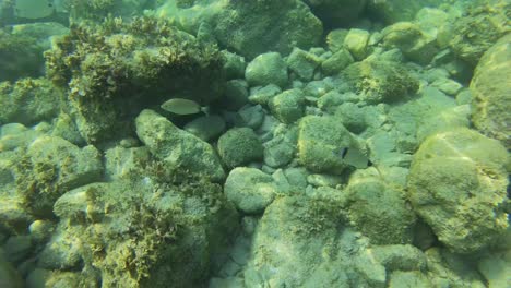 Mediterranean-Underwater-Wonders:-Colorful-Fish-Glide-Through-Rocky-Undersea-Landscape-in-a-Mesmerizing-Filming-Expedition-Beneath-the-Waves