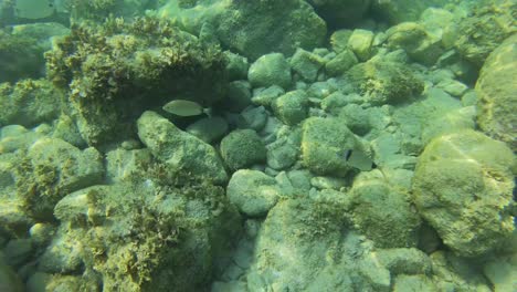 maravillas submarinas del mediterráneo: peces coloridos se deslizan a través del paisaje rocoso submarino en una fascinante expedición de filmación debajo de las olas
