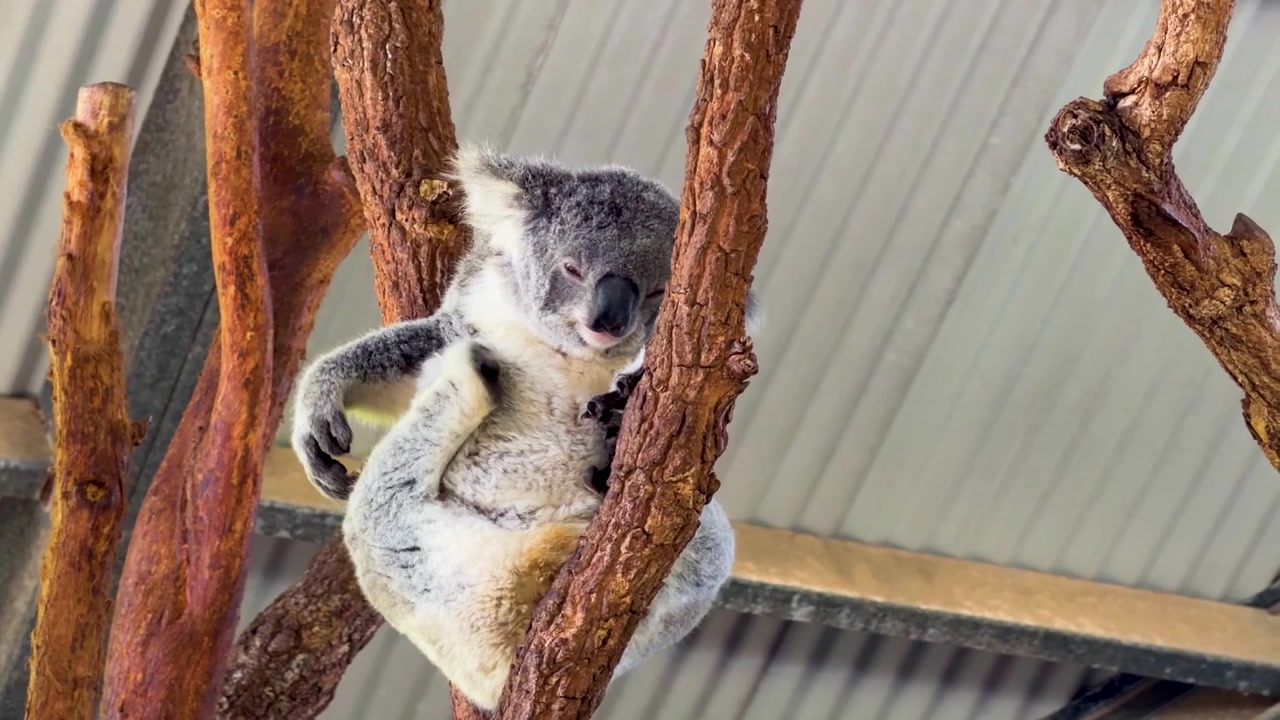 Un koala siede su un ramo, aggiustando la sua posizione e arrampicandosi in un parco faunistico