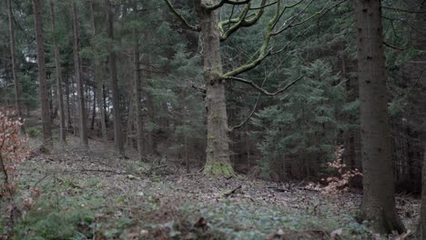 árbol-Aterrador-Parado-Solo-En-El-Bosque