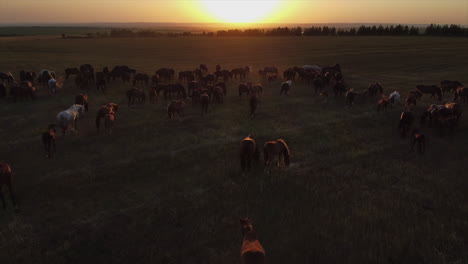 horses grazing in a field at sunset