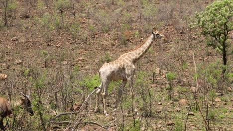 Close-up-of-Giraffa-grazing-and-Antelope-passing-by-in-foreground