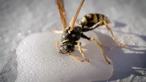 primer plano estático de avispa moribunda en agua con azúcar