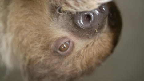 a two toed sloth hanging in a tree close to the camera slow motion cinematic