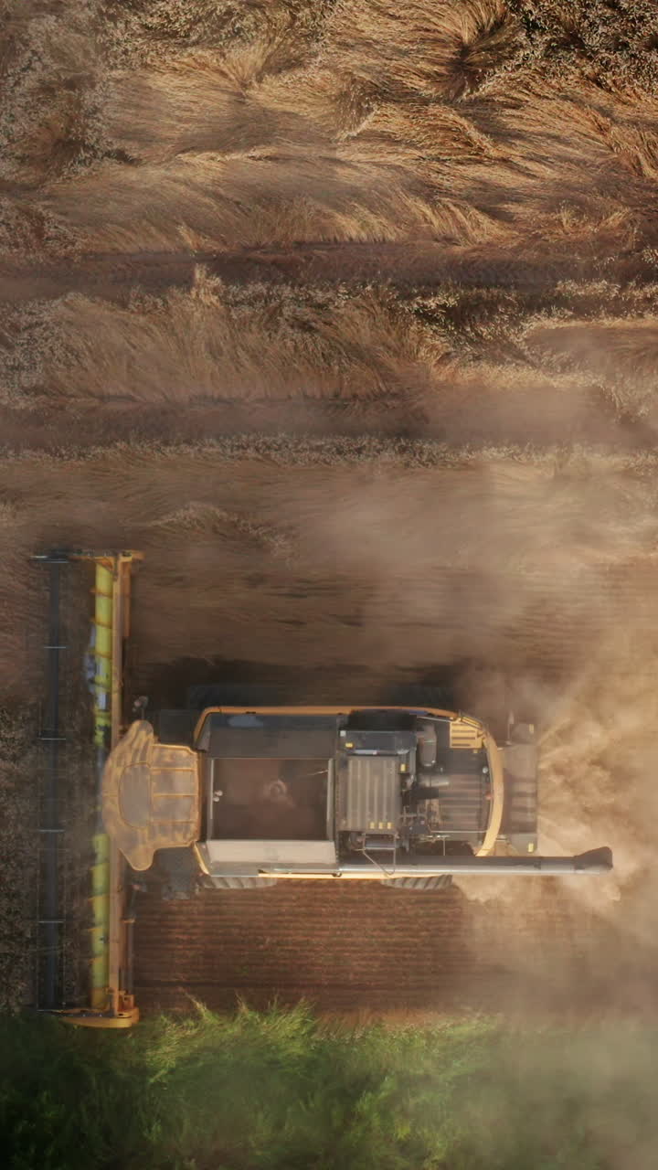 Combine harvester working in the field and producing clouds of dust rising in the air. Drone footage over the machine gathering crops. Vertical video