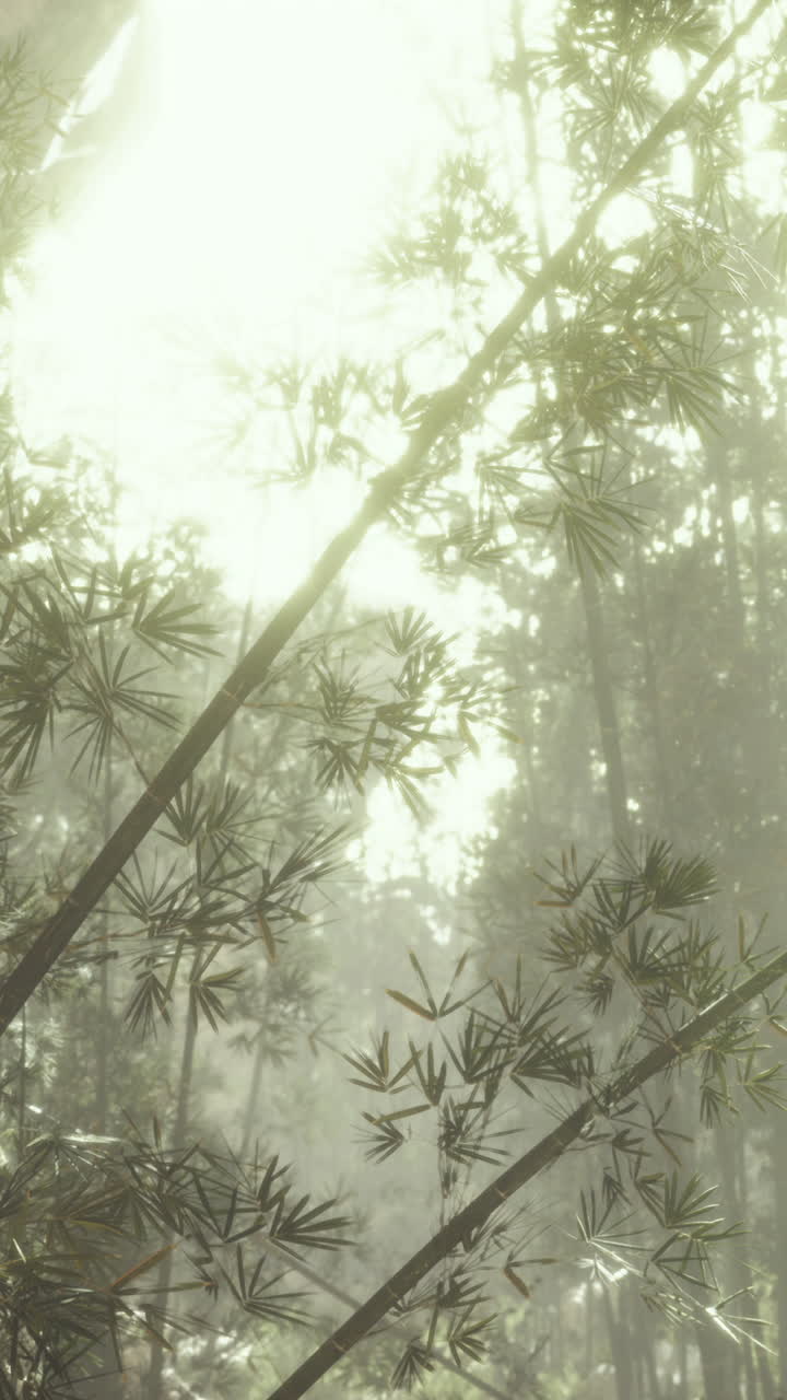 tranquilo bosque de bambú con niebla