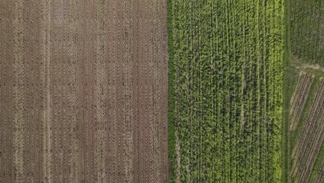 Bewirtschaftete-Landwirtschaftliche-Felder,-Französische-Landschaft.-Luft-Von-Oben-Nach-Unten-Nach-Vorne