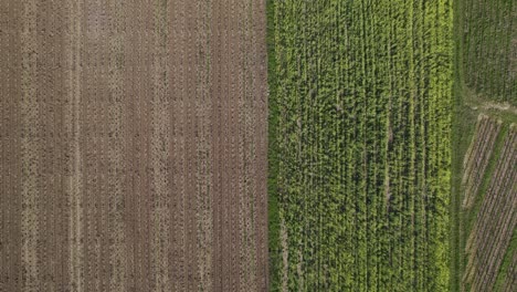 cultivated agricultural fields, french countryside. aerial top-down forward