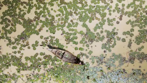 person in boat collecting water lily stems in lily pond with random patterns of green lily leafs on the muddy water surface