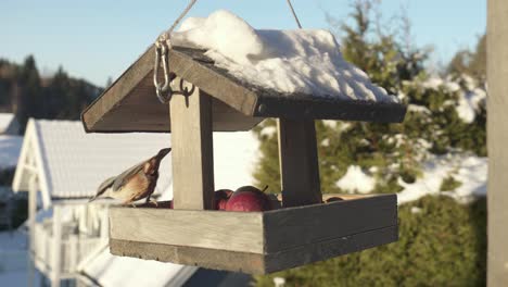 eurasian nuthatch and great tit birds feeding fruits in a hanging birdhouse feeder