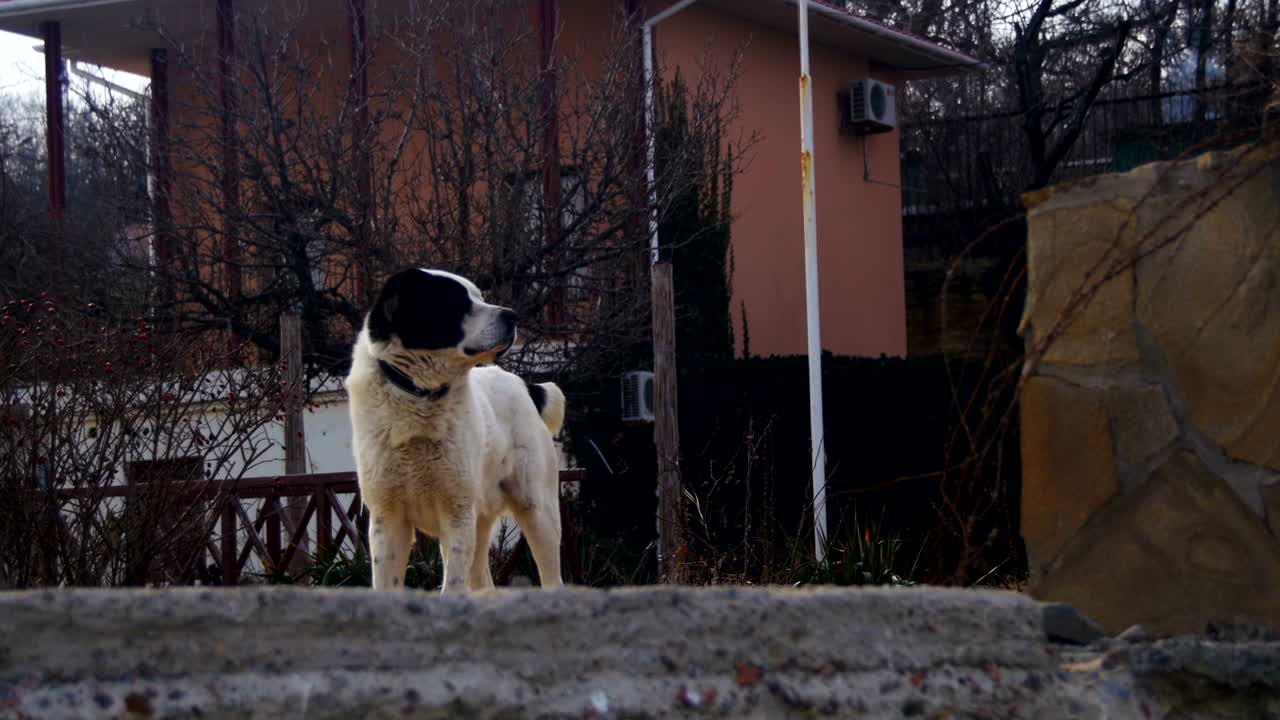 gran perro hambriento en la calle en invierno come pan. cámara lenta