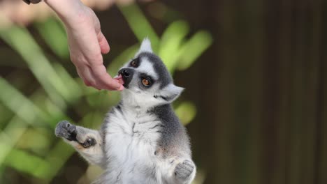 a lemur being hand-fed at the zoo