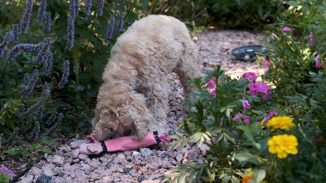 귀여운 개는 꽃밭 길에 있는 돼지 장난감을 느린 동작으로 핥고 고정된 소프트 포커스