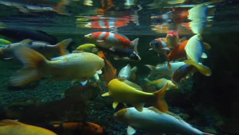 las carpas koi fueron seleccionadas de las carpas comunes durante siglos en japón y china, dentro del acuario de parís, parís, francia