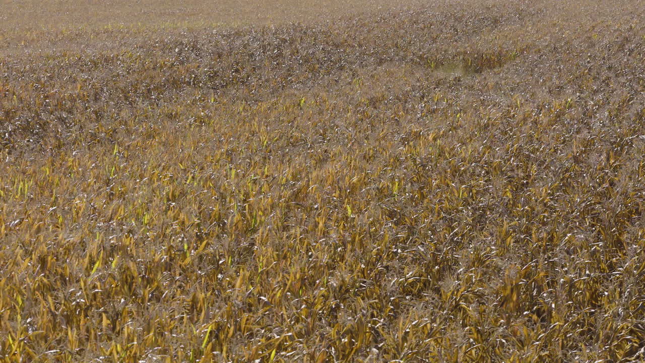 Dense Field Of Golden Dried Corn Stalks In Missouri, USA - Drone Shot