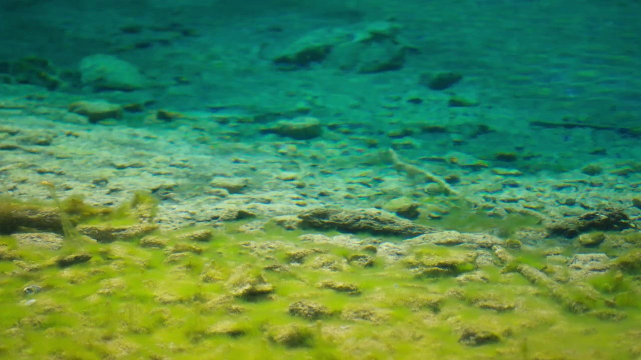 Acqua pulita e trasparente verde e gialla dei laghi Grassi in Canada