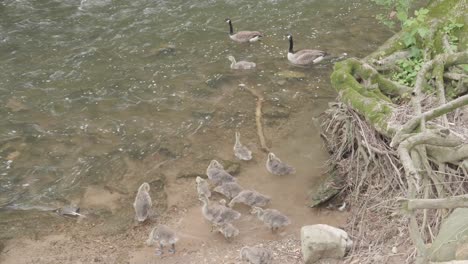 Familia-De-Gansos-Salvajes-En-El-Arroyo-Wissahickon