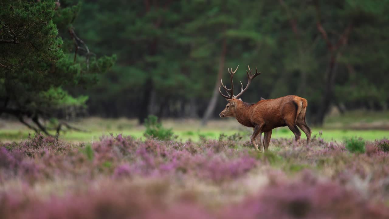 Bellissimi cervi rossi maschio e femmina, al centro dell'inquadratura, radura nella foresta, cinematografico, primo piano al rallentatore.