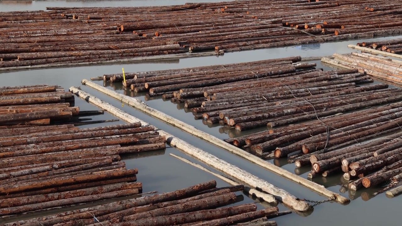 Piles of logs on the river close up, logging wood storage