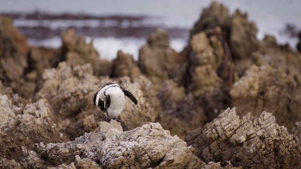 Pinguino del Capo appollaiato su rocce costiere frastagliate si liscia le piume, teleobiettivo