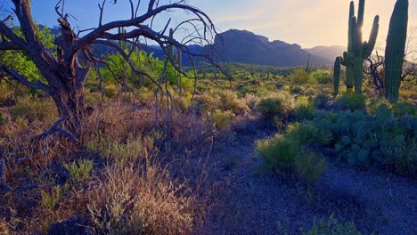 Sonnenaufgang-Mit-Sonnenstern-Neben-Saguaro-Kaktus-Im-Sabino-Canyon,-Santa-Catalina-Mountains