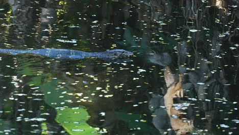 monitor lizard gliding through a serene pond