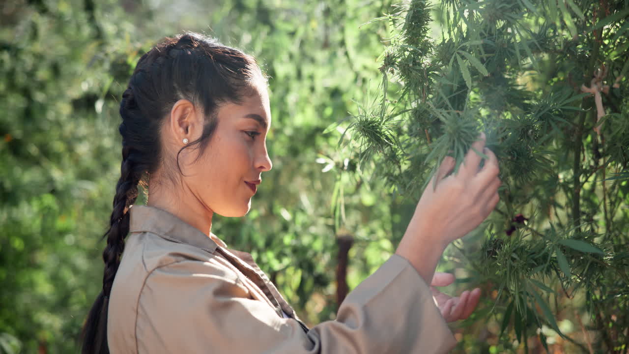 Woman inspecting cannabis crop in garden