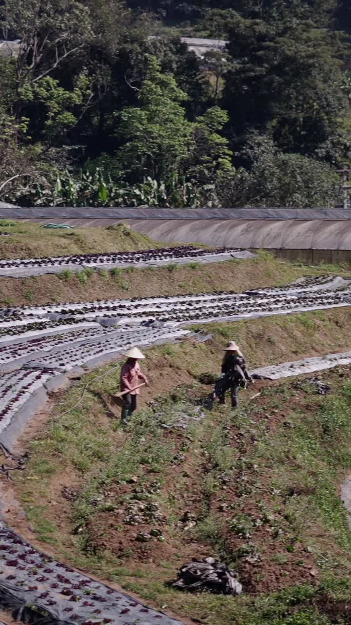 Farmers working on a terraced farm