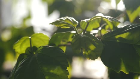 close-up of vibrant green leaves in sunlight