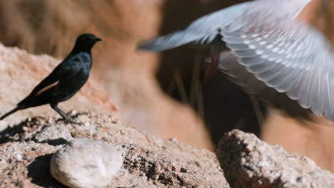 speckled-dove-taking-off-in-slow-motion-from-rocky-ground,-pale-winged-starling-in-background,-close-up-shot