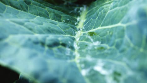 water droplets on a cabbage leaf