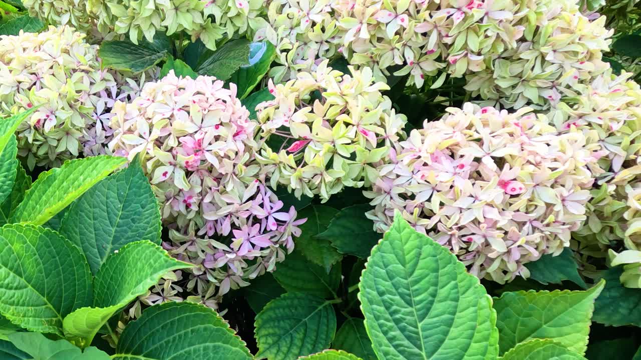Camera slowly pans across vibrant pink hydrangea flowers and green leaves in natural daylight