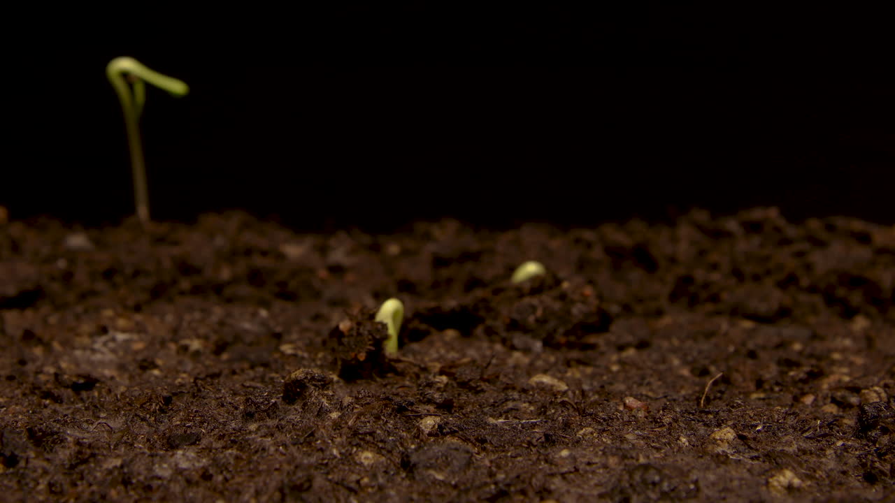 lapso de tiempo - girasoles brotando en el suelo, estudio, fondo negro, sartén a la izquierda