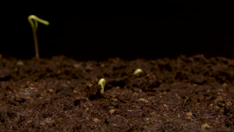 time lapse - sunflowers sprouting in soil, studio, black background, pan left